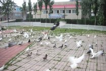 鸽子窝公园