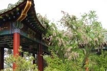 南郭寺