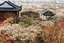 太湖林屋梅海