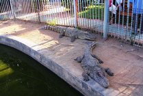 奥金鳄鱼乐园