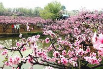 桃花故里景区