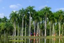西双版纳热带植物园